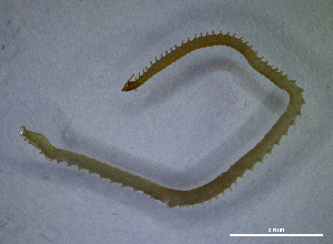  (Stenotaenia cf. antecribellata - BGE_00515_H01)  @11 [ ] Copyright (c) (2025) Unspecified University of Belgrade - Faculty of Biology