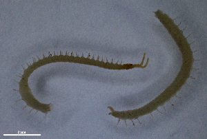  (Stenotaenia cf. cribelliger - BGE_00515_H04)  @11 [ ] Copyright (c) (2025) Unspecified University of Belgrade - Faculty of Biology