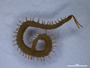  (Strigamia herzegowinensis - BGE_00515_H05)  @11 [ ] Copyright (c) (2025) Unspecified University of Belgrade - Faculty of Biology