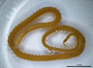  (Stigmatogaster gracilis - BGE_00515_H10)  @11 [ ] Copyright (c) (2025) Unspecified University of Belgrade - Faculty of Biology