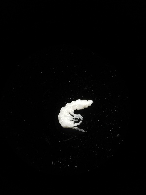  (Absolonia sp. Buk - BGE_00518_C07)  @11 [ ] Attribution Non-Commercial Share-Alike (by-nc-sa) (2013) Marko Lukic Croatian Biospeleological Society, Zagreb