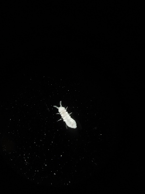  ( - BGE_00518_C09)  @11 [ ] Attribution Non-Commercial Share-Alike (by-nc-sa) (2013) Marko Lukic Croatian Biospeleological Society, Zagreb