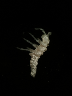  (Absolonia sp. Pre - BGE_00518_F11)  @11 [ ] Attribution Non-Commercial Share-Alike (by-nc-sa) (2013) Marko Lukic Croatian Biospeleological Society, Zagreb