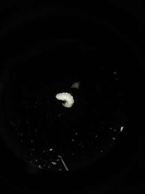  ( - BGE_00518_G08)  @11 [ ] Attribution Non-Commercial Share-Alike (by-nc-sa) (2013) Marko Lukic Croatian Biospeleological Society, Zagreb