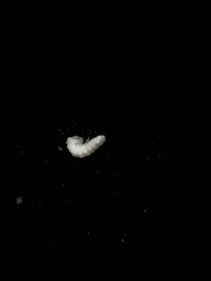  (Onychiuroides sp. Pol - BGE_00518_G09)  @11 [ ] Attribution Non-Commercial Share-Alike (by-nc-sa) (2013) Marko Lukic Croatian Biospeleological Society, Zagreb