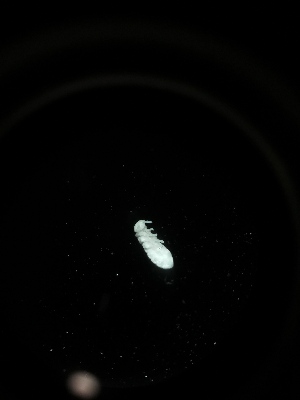  (Onychiuroides sp. Mar - BGE_00519_B08)  @11 [ ] Attribution Non-Commercial Share-Alike (by-nc-sa) (2013) Marko Lukic Croatian Biospeleological Society, Zagreb