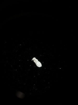  ( - BGE_00519_B10)  @11 [ ] Attribution Non-Commercial Share-Alike (by-nc-sa) (2013) Marko Lukic Croatian Biospeleological Society, Zagreb