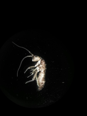 (Tomocerus sp. Bal - BGE_00519_F03)  @11 [ ] Attribution Non-Commercial Share-Alike (by-nc-sa) (2013) Marko Lukic Croatian Biospeleological Society, Zagreb