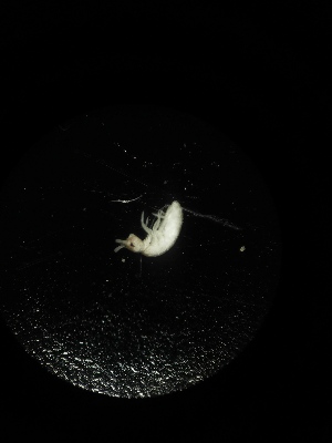  (Tomocerus sp. Gro - BGE_00519_F06)  @11 [ ] Attribution Non-Commercial Share-Alike (by-nc-sa) (2013) Marko Lukic Croatian Biospeleological Society, Zagreb