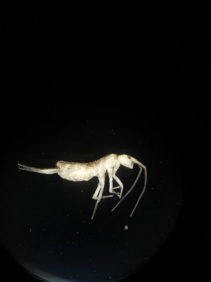 (Tomocerus sp. Led - BGE_00519_F08)  @11 [ ] Attribution Non-Commercial Share-Alike (by-nc-sa) (2013) Marko Lukic Croatian Biospeleological Society, Zagreb