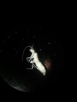  (Tomocerus sp. Mat - BGE_00519_F09)  @11 [ ] Attribution Non-Commercial Share-Alike (by-nc-sa) (2013) Marko Lukic Croatian Biospeleological Society, Zagreb