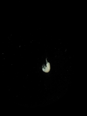  (Oncopoduridae - BGE_00519_F10)  @11 [ ] Attribution Non-Commercial Share-Alike (by-nc-sa) (2013) Marko Lukic Croatian Biospeleological Society, Zagreb