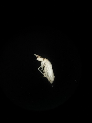  (Tomocerus sp. Rad - BGE_00519_F11)  @11 [ ] Attribution Non-Commercial Share-Alike (by-nc-sa) (2013) Marko Lukic Croatian Biospeleological Society, Zagreb