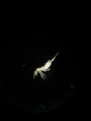  (Tomocerus sp. Zaj - BGE_00519_G11)  @11 [ ] Attribution Non-Commercial Share-Alike (by-nc-sa) (2013) Marko Lukic Croatian Biospeleological Society, Zagreb