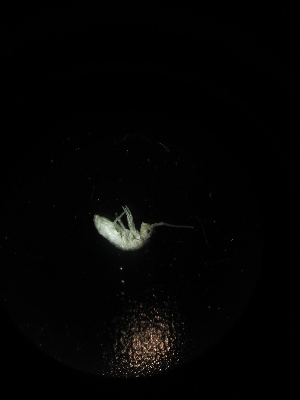  ( - BGE_00519_H01)  @11 [ ] Attribution Non-Commercial Share-Alike (by-nc-sa) (2013) Marko Lukic Croatian Biospeleological Society, Zagreb