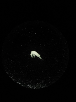  (Oncopodura sp. Zid - BGE_00522_A01)  @11 [ ] Attribution Non-Commercial Share-Alike (by-nc-sa) (2013) Marko Lukic Croatian Biospeleological Society, Zagreb