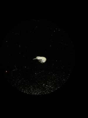  ( - BGE_00522_A09)  @11 [ ] Attribution Non-Commercial Share-Alike (by-nc-sa) (2013) Marko Lukic Croatian Biospeleological Society, Zagreb