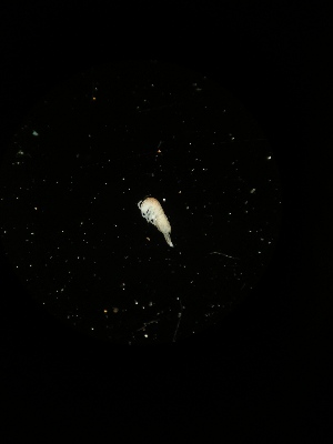  ( - BGE_00522_A12)  @11 [ ] Attribution Non-Commercial Share-Alike (by-nc-sa) (2013) Marko Lukic Croatian Biospeleological Society, Zagreb