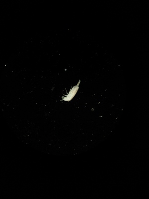  ( - BGE_00522_B01)  @11 [ ] Attribution Non-Commercial Share-Alike (by-nc-sa) (2013) Marko Lukic Croatian Biospeleological Society, Zagreb