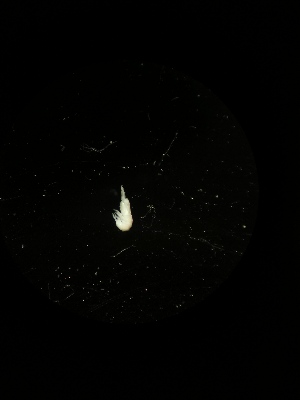  ( - BGE_00522_B04)  @11 [ ] Attribution Non-Commercial Share-Alike (by-nc-sa) (2013) Marko Lukic Croatian Biospeleological Society, Zagreb