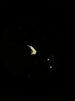  ( - BGE_00522_B09)  @11 [ ] Attribution Non-Commercial Share-Alike (by-nc-sa) (2013) Marko Lukic Croatian Biospeleological Society, Zagreb