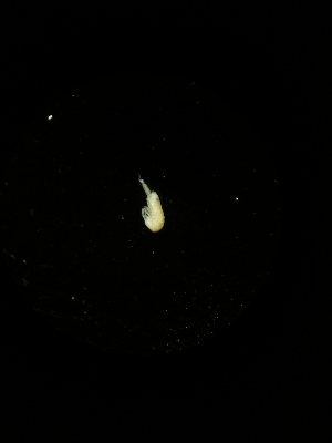  (Oncopodura sp. Pus - BGE_00522_B10)  @11 [ ] Attribution Non-Commercial Share-Alike (by-nc-sa) (2013) Marko Lukic Croatian Biospeleological Society, Zagreb