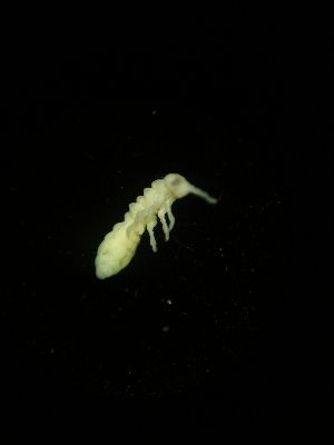  ( - BGE_00522_C03)  @11 [ ] Attribution Non-Commercial Share-Alike (by-nc-sa) (2013) Marko Lukic Croatian Biospeleological Society, Zagreb