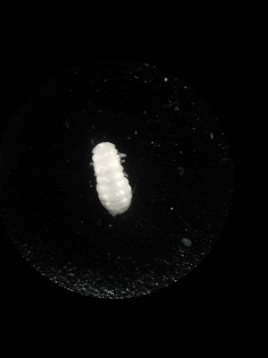  ( - BGE_00522_C11)  @11 [ ] Attribution Non-Commercial Share-Alike (by-nc-sa) (2013) Marko Lukic Croatian Biospeleological Society, Zagreb