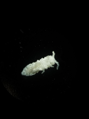  (Absolonia sp. Raj - BGE_00522_D03)  @11 [ ] Attribution Non-Commercial Share-Alike (by-nc-sa) (2013) Marko Lukic Croatian Biospeleological Society, Zagreb