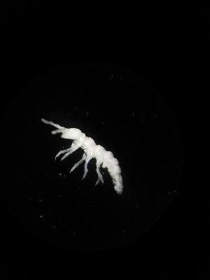  ( - BGE_00522_D05)  @11 [ ] Attribution Non-Commercial Share-Alike (by-nc-sa) (2013) Marko Lukic Croatian Biospeleological Society, Zagreb