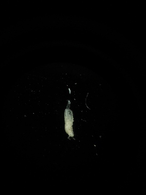  (Oncopodura sp. Sip - BGE_00522_D12)  @11 [ ] Attribution Non-Commercial Share-Alike (by-nc-sa) (2013) Marko Lukic Croatian Biospeleological Society, Zagreb