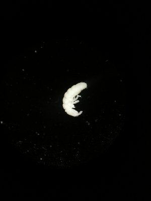  ( - BGE_00522_E08)  @11 [ ] Attribution Non-Commercial Share-Alike (by-nc-sa) (2013) Marko Lukic Croatian Biospeleological Society, Zagreb