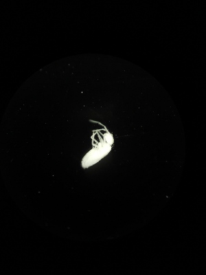  ( - BGE_00522_E09)  @11 [ ] Attribution Non-Commercial Share-Alike (by-nc-sa) (2013) Marko Lukic Croatian Biospeleological Society, Zagreb