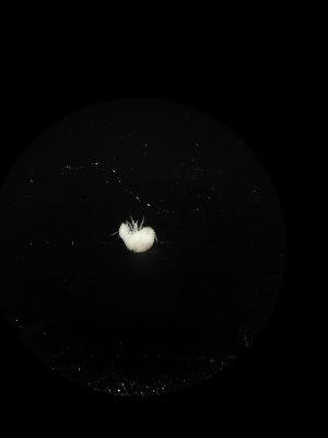  ( - BGE_00522_F08)  @11 [ ] Attribution Non-Commercial Share-Alike (by-nc-sa) (2013) Marko Lukic Croatian Biospeleological Society, Zagreb