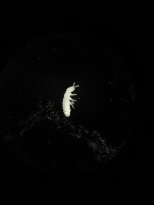  ( - BGE_00522_G06)  @11 [ ] Attribution Non-Commercial Share-Alike (by-nc-sa) (2013) Marko Lukic Croatian Biospeleological Society, Zagreb