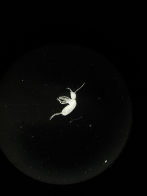  ( - BGE_00522_H02)  @11 [ ] Attribution Non-Commercial Share-Alike (by-nc-sa) (2013) Marko Lukic Croatian Biospeleological Society, Zagreb