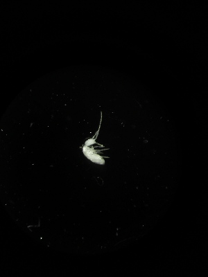  (Troglopedetinae - BGE_00522_H05)  @11 [ ] Attribution Non-Commercial Share-Alike (by-nc-sa) (2013) Marko Lukic Croatian Biospeleological Society, Zagreb