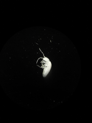  ( - BGE_00523_A02)  @11 [ ] Attribution Non-Commercial Share-Alike (by-nc-sa) (2013) Marko Lukic Croatian Biospeleological Society, Zagreb