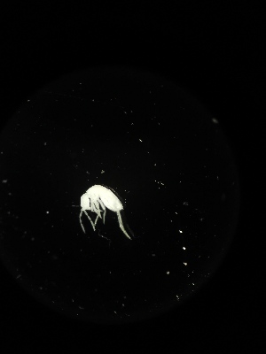  ( - BGE_00523_A03)  @11 [ ] Attribution Non-Commercial Share-Alike (by-nc-sa) (2013) Marko Lukic Croatian Biospeleological Society, Zagreb