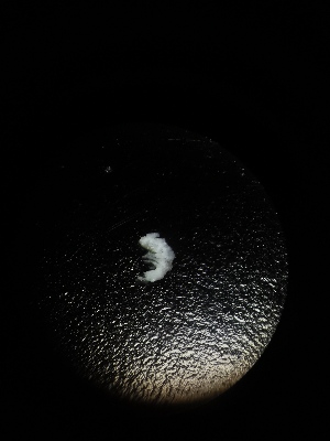  ( - BGE_00523_B02)  @11 [ ] Attribution Non-Commercial Share-Alike (by-nc-sa) (2013) Marko Lukic Croatian Biospeleological Society, Zagreb