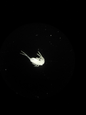  ( - BGE_00523_B04)  @11 [ ] Attribution Non-Commercial Share-Alike (by-nc-sa) (2013) Marko Lukic Croatian Biospeleological Society, Zagreb