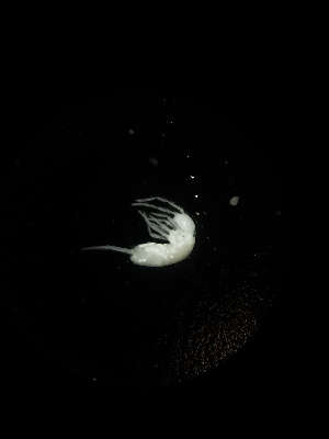  ( - BGE_00523_B12)  @11 [ ] Attribution Non-Commercial Share-Alike (by-nc-sa) (2013) Marko Lukic Croatian Biospeleological Society, Zagreb