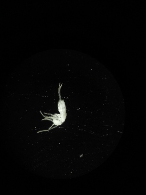  ( - BGE_00523_D10)  @11 [ ] Attribution Non-Commercial Share-Alike (by-nc-sa) (2013) Marko Lukic Croatian Biospeleological Society, Zagreb