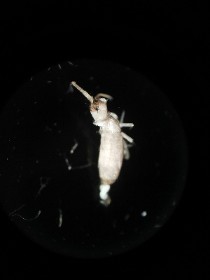  (Tomocerus sp. Ben - BGE_00523_E05)  @11 [ ] Attribution Non-Commercial Share-Alike (by-nc-sa) (2013) Marko Lukic Croatian Biospeleological Society, Zagreb