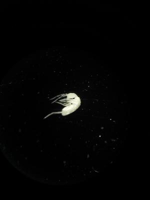  ( - BGE_00523_F05)  @11 [ ] Attribution Non-Commercial Share-Alike (by-nc-sa) (2013) Marko Lukic Croatian Biospeleological Society, Zagreb