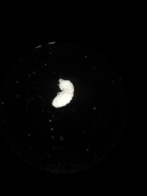  ( - BGE_00523_H02)  @11 [ ] Attribution Non-Commercial Share-Alike (by-nc-sa) (2013) Marko Lukic Croatian Biospeleological Society, Zagreb