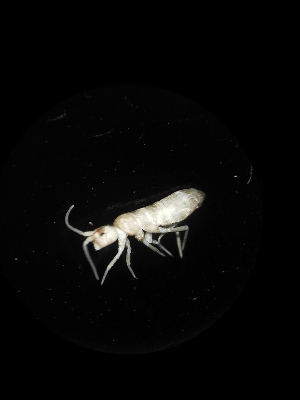  (Tomocerus sp. Rup - BGE_00523_H10)  @11 [ ] Attribution Non-Commercial Share-Alike (by-nc-sa) (2013) Marko Lukic Croatian Biospeleological Society, Zagreb
