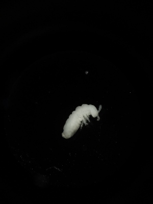  (Onychiuroides sp. Jel - BGE_00524_A03)  @11 [ ] Attribution Non-Commercial Share-Alike (by-nc-sa) (2013) Marko Lukic Croatian Biospeleological Society, Zagreb