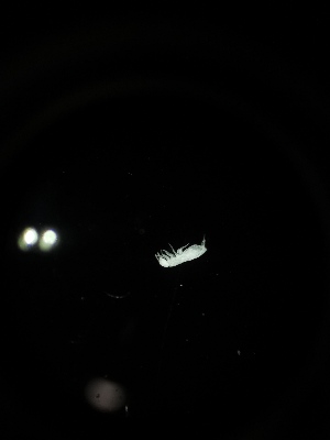  (Oncopodura sp. Hud - BGE_00524_A04)  @11 [ ] Attribution Non-Commercial Share-Alike (by-nc-sa) (2013) Marko Lukic Croatian Biospeleological Society, Zagreb