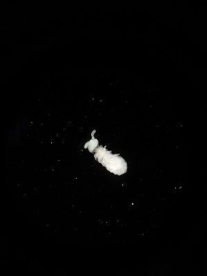  ( - BGE_00524_A08)  @11 [ ] Attribution Non-Commercial Share-Alike (by-nc-sa) (2013) Marko Lukic Croatian Biospeleological Society, Zagreb